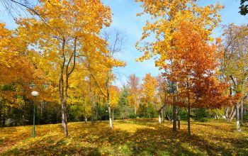 Акварели Осень День Фруктовый сад дуб
